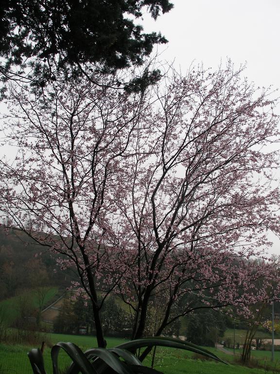 B&B Della Rosa Civitella D'Arna 외부 사진